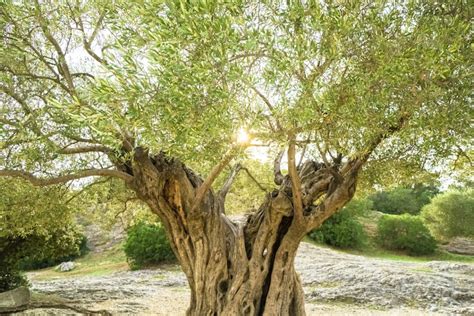 Ancient Greek Olive Tree