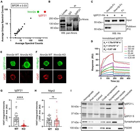 Frontiers Structural And Functional Characterization Of The Igsf