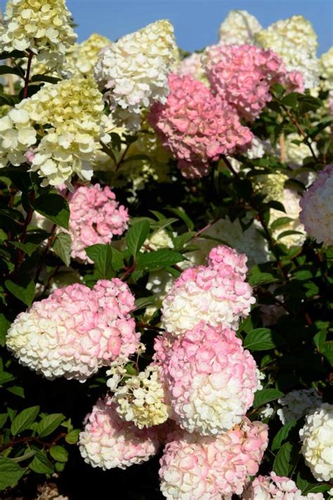 Paniculata Sundae Fraise Pépinières Mesniloises