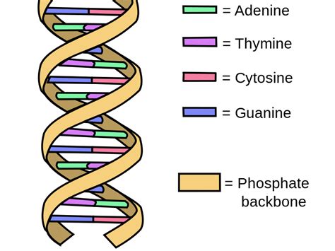 Reading task - DNA Structure | Teaching Resources