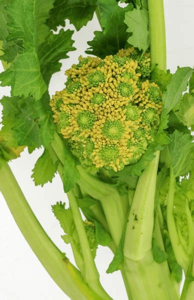 2 Brassica Rapa Cymose Royalty Free Images Stock Photos Pictures