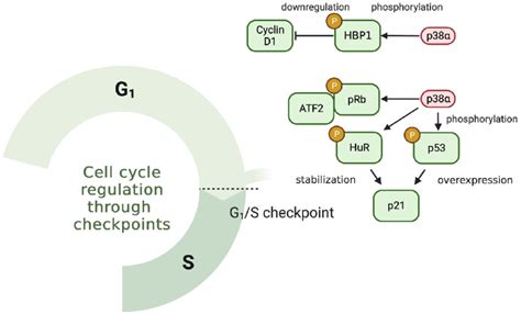 p38α controls cell cycle arrest in G1 through several mechanisms