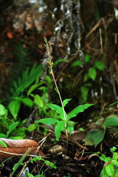 文山發現蘭科新種麻栗坡玉鳳花 每日頭條