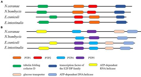 Frontiers Genome And Evolutionary Analysis Of Nosema Ceranae A