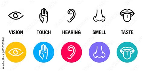 Stickers Five Human Senses Hearing Sight Smell Taste And Touch