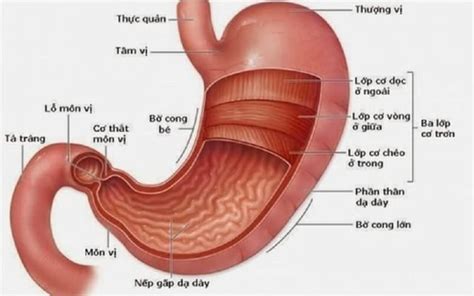 Tổng quan về giải phẫu dạ dày, vị trí các bộ phận cấu thành nên dạ dày ...