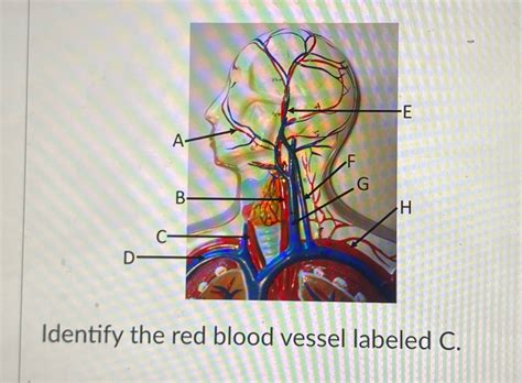 [Solved] E A F G B H D- Identify the red blood vessel labeled C ... 