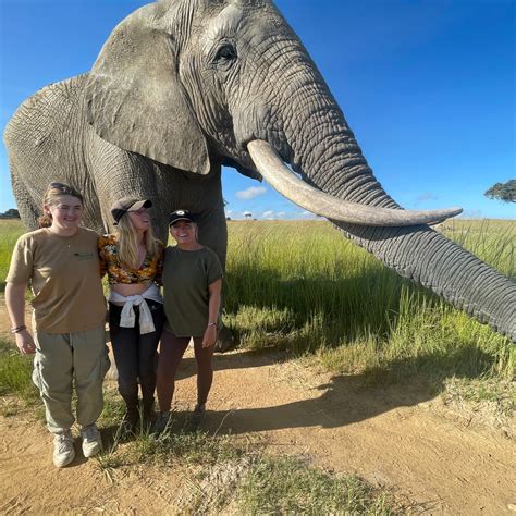 Volunteering with horses for wildlife conservation in Zimbabwe