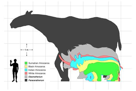 Rhinos Through the Ages - Baby Rhino Rescue