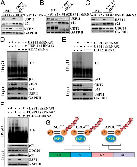 Deubiquitylation And Stabilization Of P21 By Usp11 Is Critical For Cell