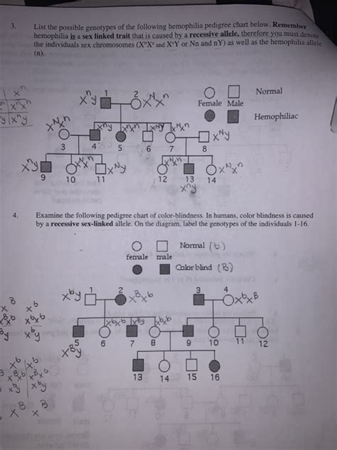 Solved 3 List The Possible Genotypes Of The Following