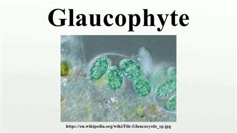 Glaucophyte - Alchetron, The Free Social Encyclopedia