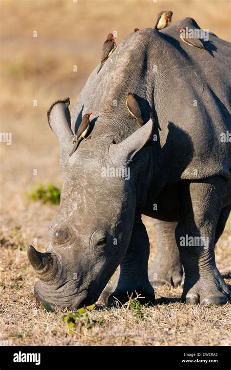 Oxpecker And Rhino Relationship