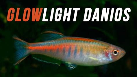 Species Spotlight Glowlight Danios YouTube