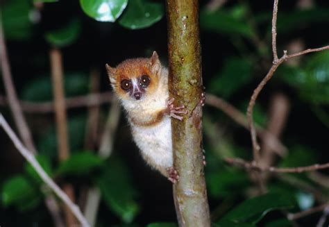 Brown Mouse Lemur Microcebus Rufus Diana Bradshaw Flickr