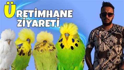 SHOW JUMBO ÜRETİMHANE ZİYARETİ YAPTIK KUŞLAR FENA muhabbetkuşu YouTube