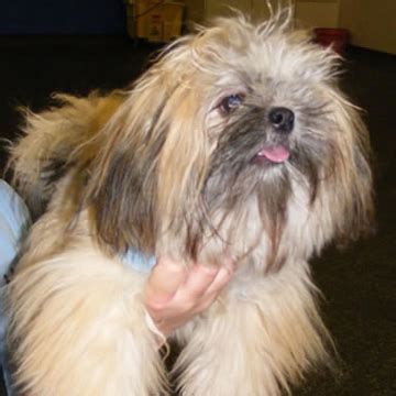 Who’s a lucky dog? 5 Luckiest Breeds | Morristown TN