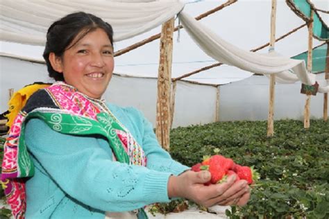 Cusco Cerca De Familias De Comunidades Rurales Tecnifican