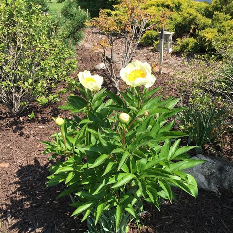 Pam's Garden Spot: Yellow peonies!