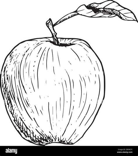 Vector graphic apple fruit with leaf black and white line illustration ...