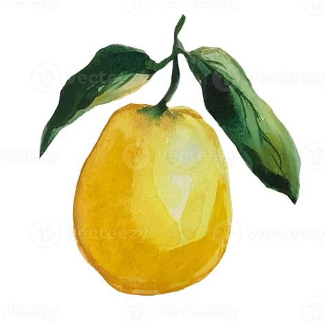 lemon watercolor illustration 8877996 PNG