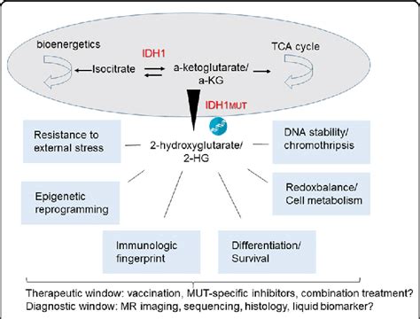 Schematic Representation Of The Key Enzymatic Function Of Idh And Idh