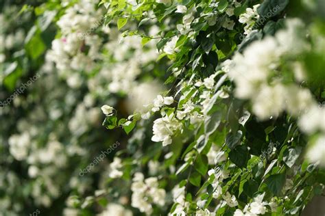 Un Primer Plano De Flores De Buganvillas Blancas Flores Blancas De