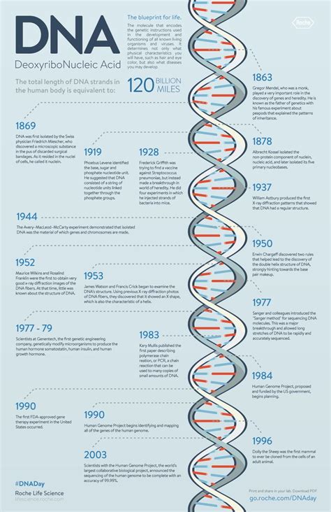 DNA Timeline In 1953 James Watson Francis Crick Maurice Wilkins And