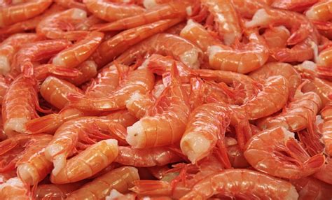 Royal Red Shrimp