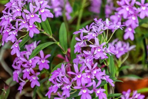 Epidendrum Orchids Star Orchids Types How To Grow And Care Florgeous