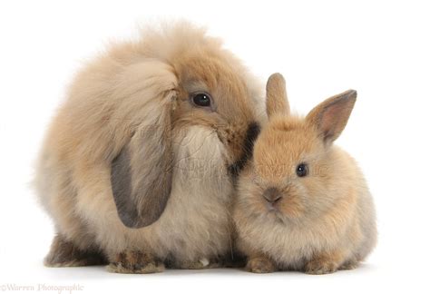 Fluffy Baby Bunny