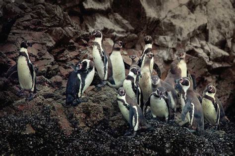 Tour Islas Ballestas And Candelabro Mundo Nomade