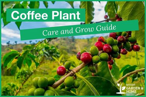 Coffee Plant Care And Growing Guide - Smart Garden And Home