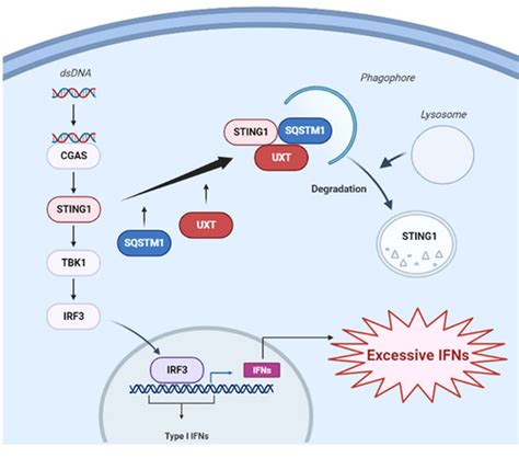 Full Article Uxt Attenuates The Cgas Sting1 Signaling By Targeting