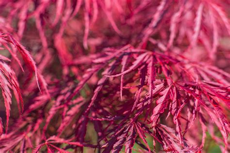 japanese lace leaf maple tree 9