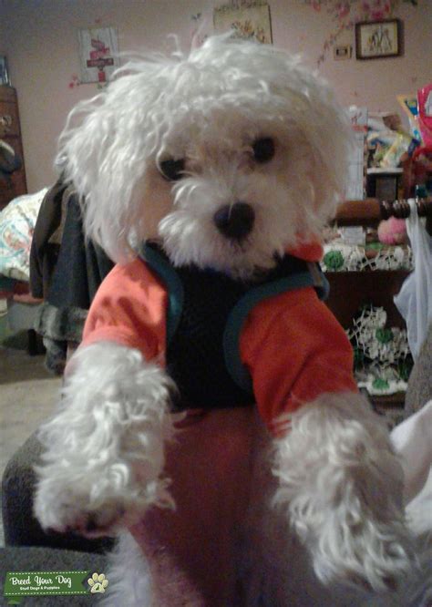 Stud for a puppy - Stud Dog Connecticut - Breed Your Dog