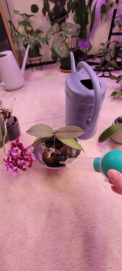 Best orchid watering ever : r/IndoorGarden