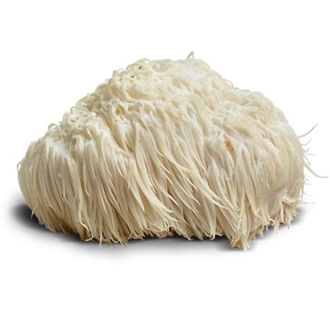 lions mane mushroom powder hericium erinaceus sacred plants australia