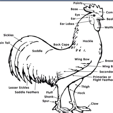 Rooster Anatomy Anatomical Charts And Posters