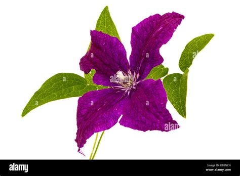 Purple Clematis Flower Isolated On White Background Stock Photo Alamy