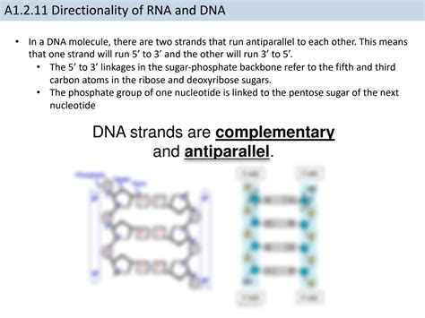 SOLUTION Ibdp Biology A1 2 Nucleic Acids Hl Only Studypool