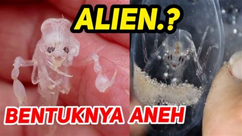 Warga Geger Makhluk Mirip Alien Tertangkap Nelayan Youtube