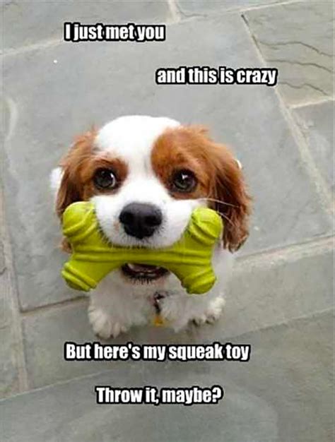 30 Baby and Puppy Memes That Will Keep You Laughing – Page 6 ...