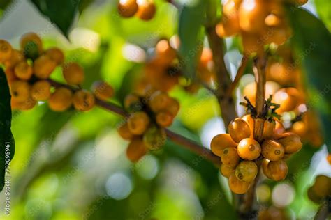 Yellow Bourbon Arabica Coffee Berries With Agriculturist Hands Robusta