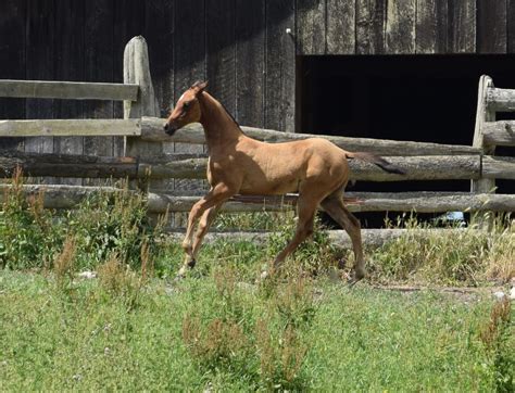 Foals By Year Akhal Teke Association Of America