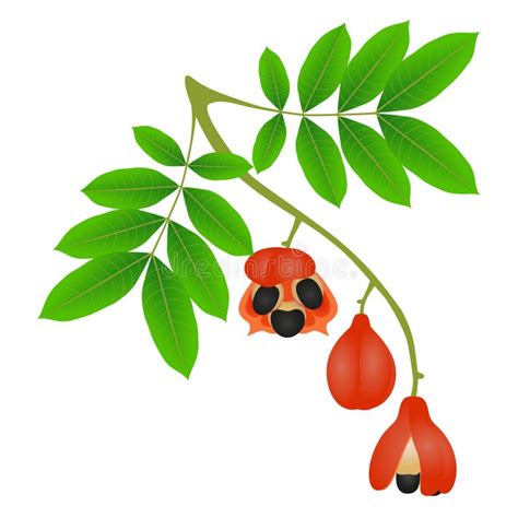 Branch With Fruits And Ackee Leaves On A White Background Stock Vector