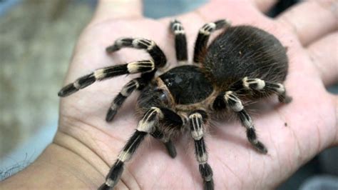 Acanthoscurria Geniculata Handling Youtube