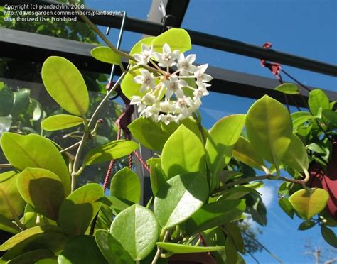 Plantfiles Pictures Hoya Species Wax Plant Porcelain Flower Hoya