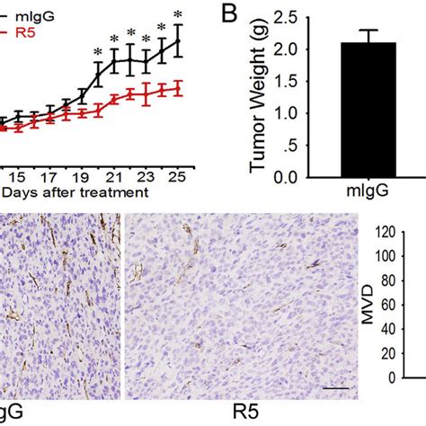 R Inhibits Angiogenesis And Tumor Growth Of Xenograft Tumor Mice The