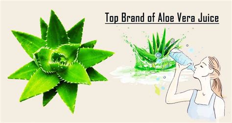 Top 15 Best Aloe Vera Juice Reviews